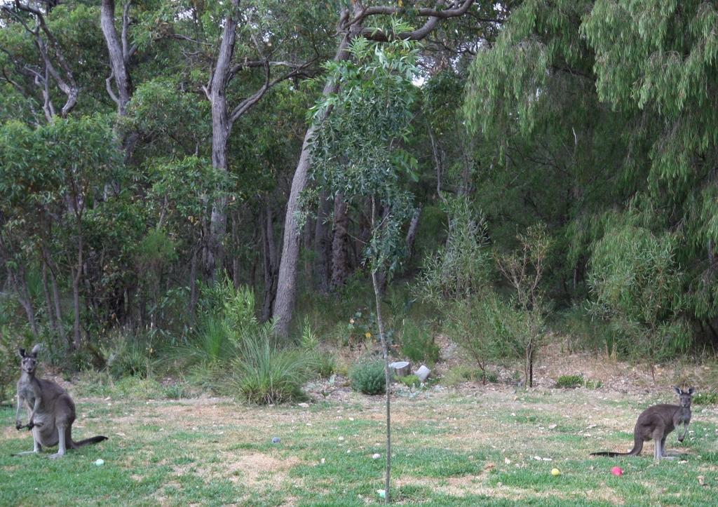 Margaret River Bed & Breakfast Εξωτερικό φωτογραφία